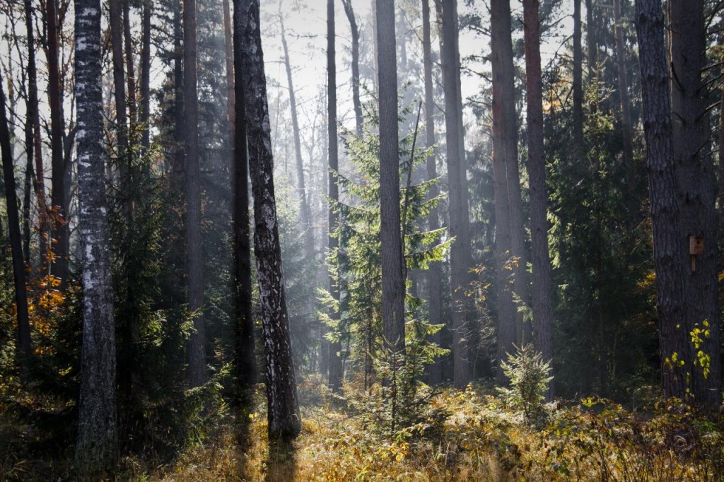 Białowieża Forest | © Marc Veraart/Flickr