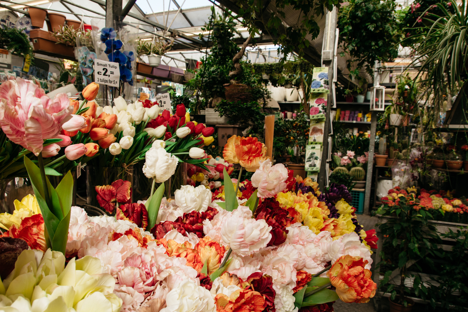 Schandelijk koper naar voren gebracht The Best Flower Markets and Florists in Amsterdam