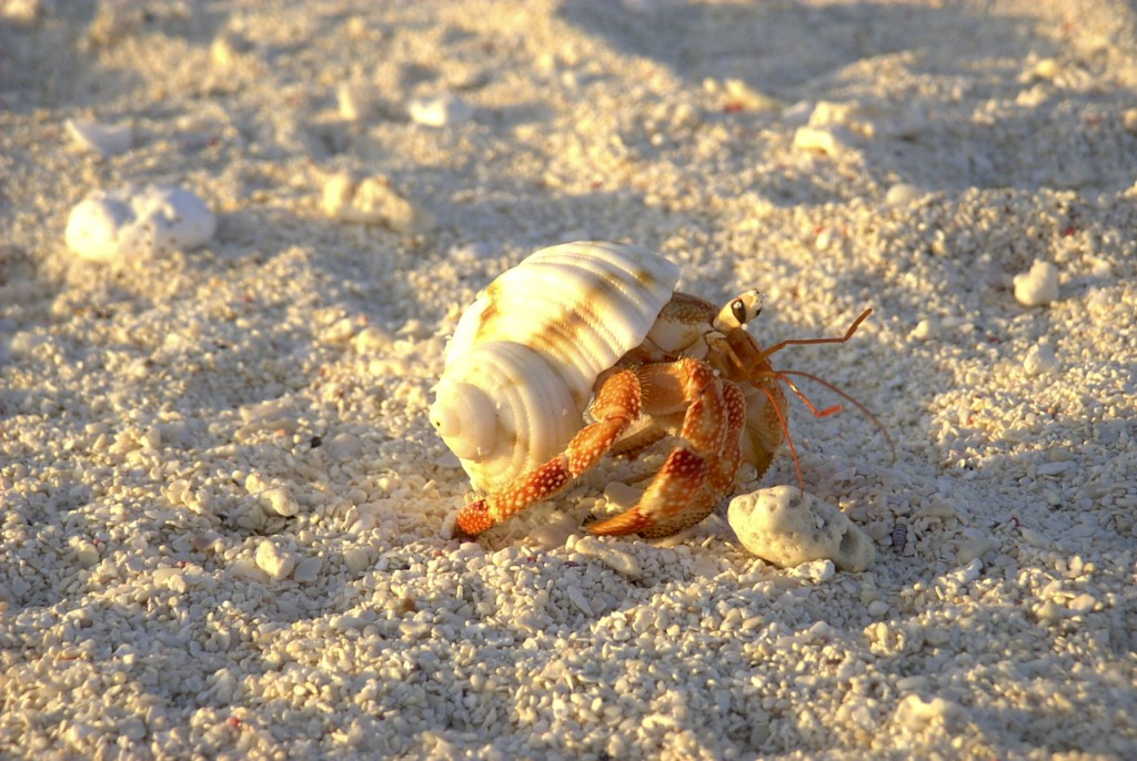 Hermit Crab | ©Fred von Lohmann/Flickr