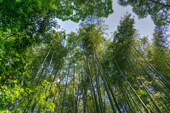 Kyoto Bamboo |© Pixabay