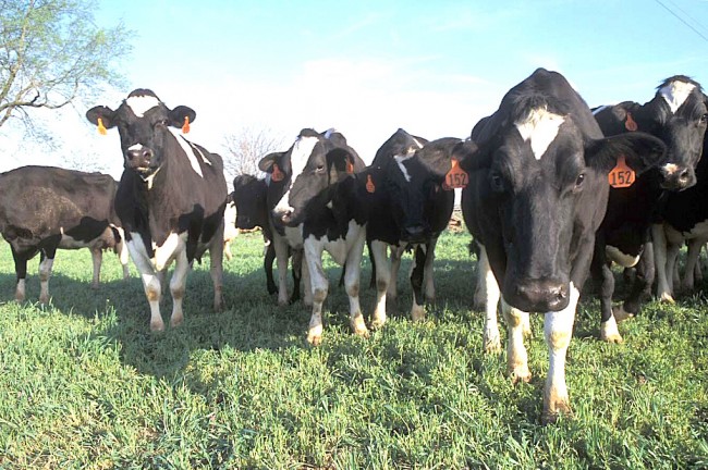 Dairy cows | © U.S. Department of Agriculture/Flickr