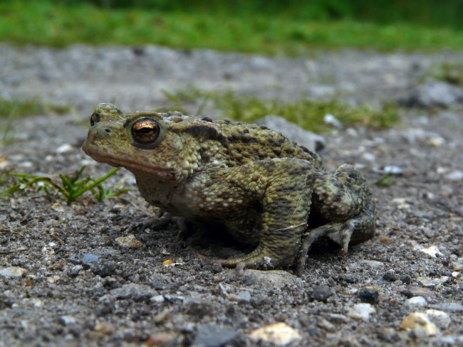 Toad on the Road | © Alastair Rae/Flickr