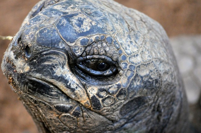 Giant tortoise © Madeleine Deaton/Flickr