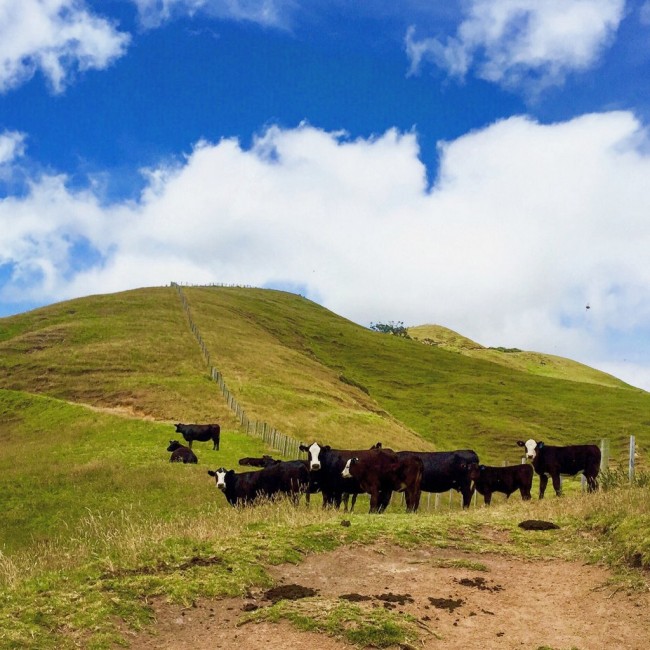 Cows on the Coromandel trail