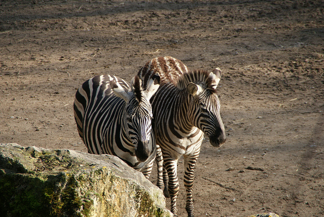 Zebras at Parc Zoologique | ©G Morel/Flickr