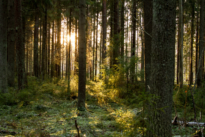 Pori National Urban Park | © Gronman, Flickr