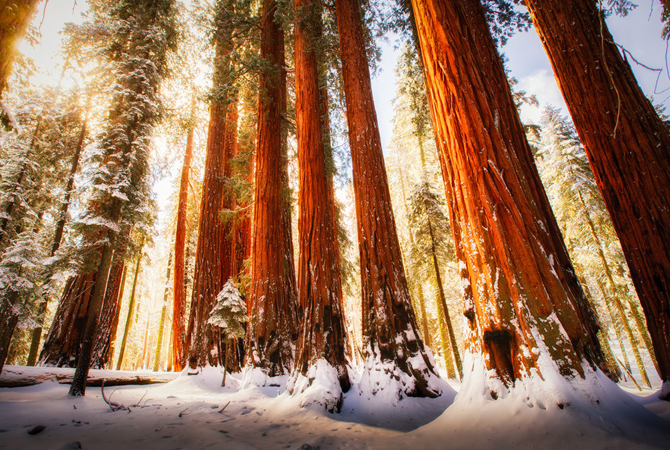 The Trees | © Gilad Rom