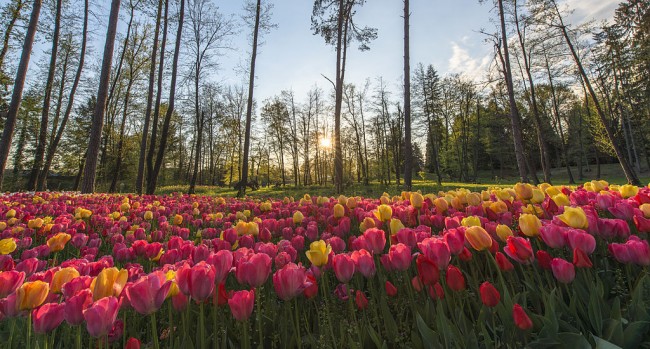 Volčji Potok Arboretum | © Aleš Krivec/WikiCommons