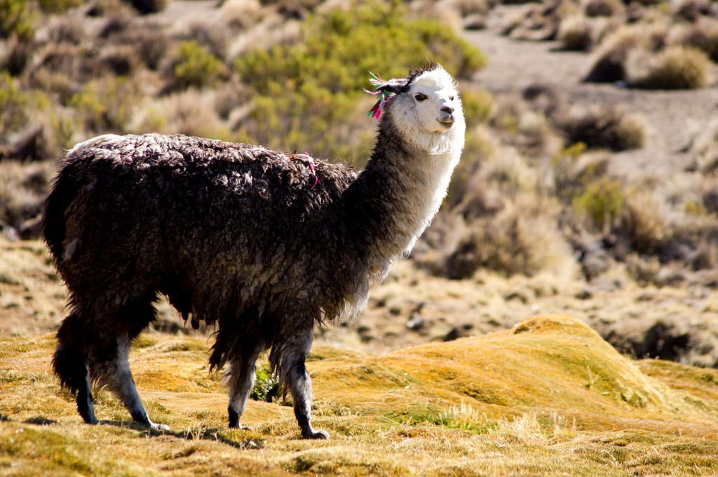 Putré is set on a hillside at a heart-fluttering 3,500 meters © Omar Andrés León Torres / Flickr 