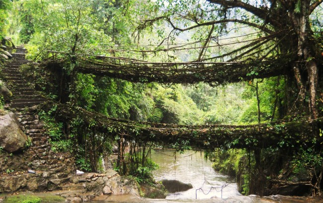 root bridge