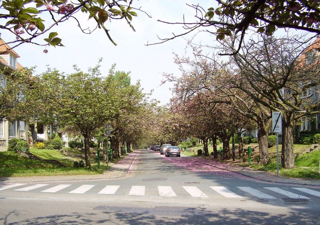 A lane full of cherry trees at the garden cities | © Ben2~commonswiki/WikiCommons