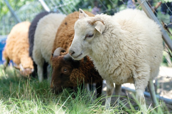Southbrook's sheep | Courtesy of Southbrook Vineyards
