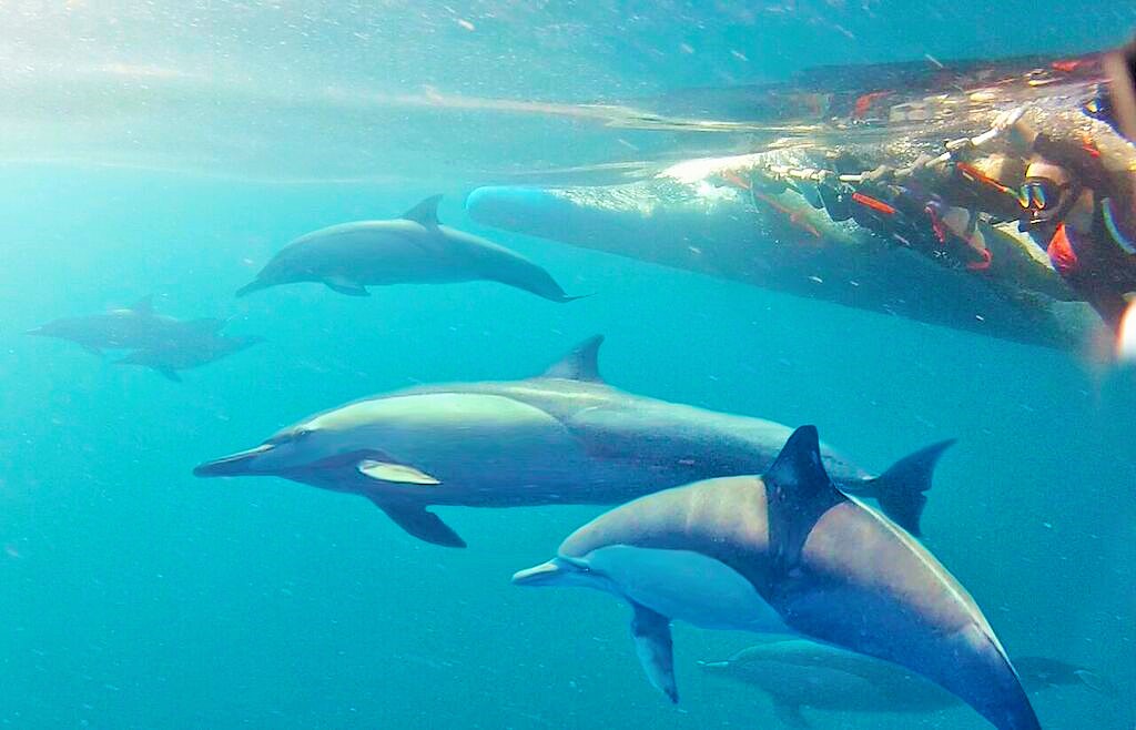 dolphins