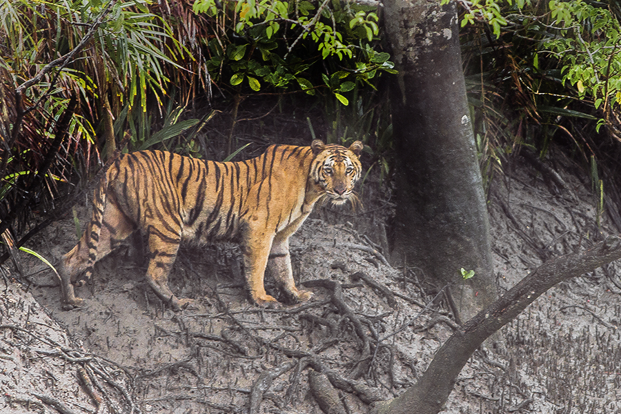 A Bengal Tiger at The Sunderbans | © Dibyendu Ash / WikiMedia Commons 