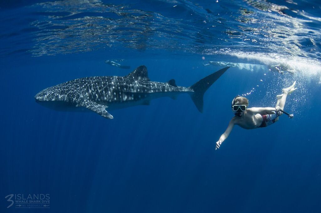 whale shark