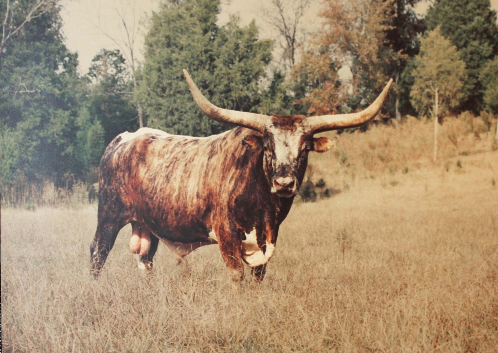 The Bull | © John Flannery/Flickr