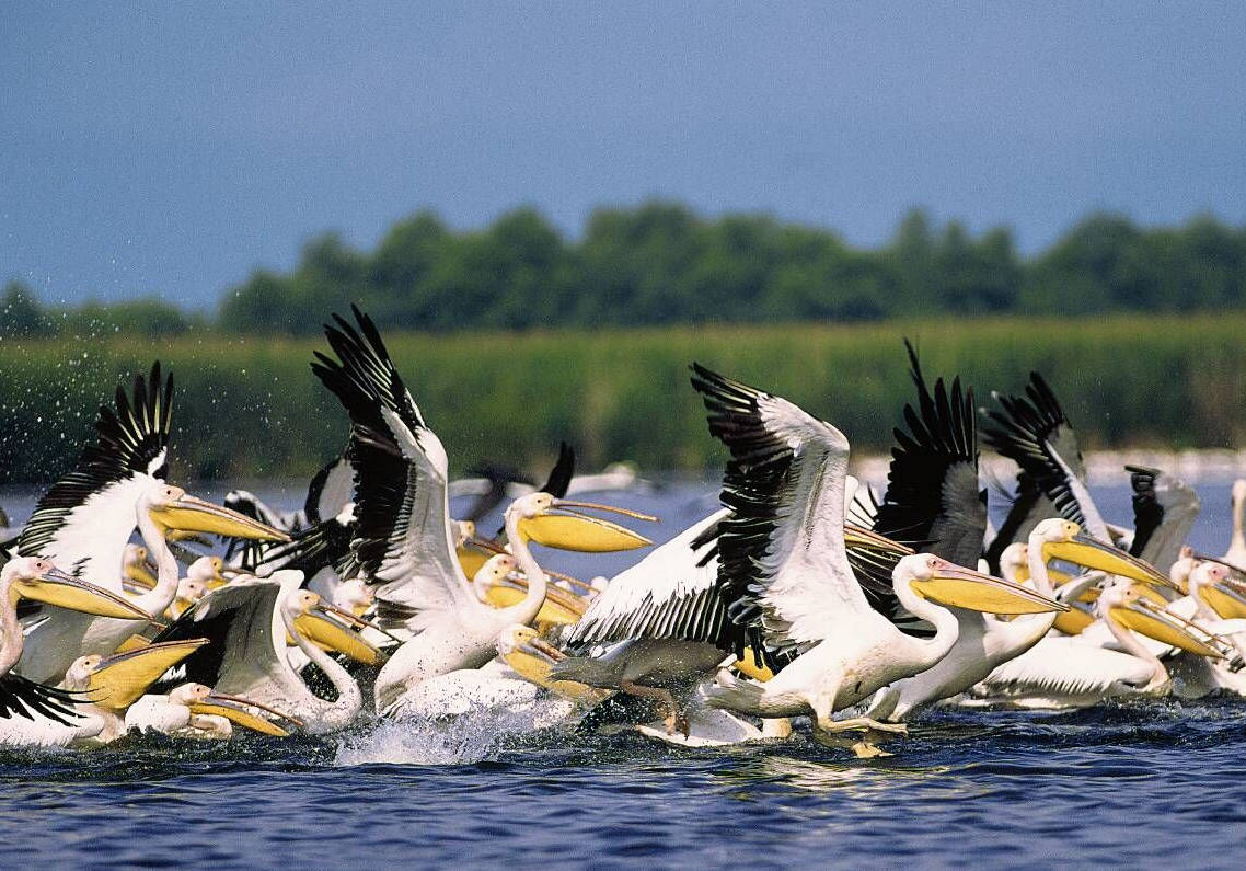 Pelicans on the Danube Delta | © Goliath/WikiCommons