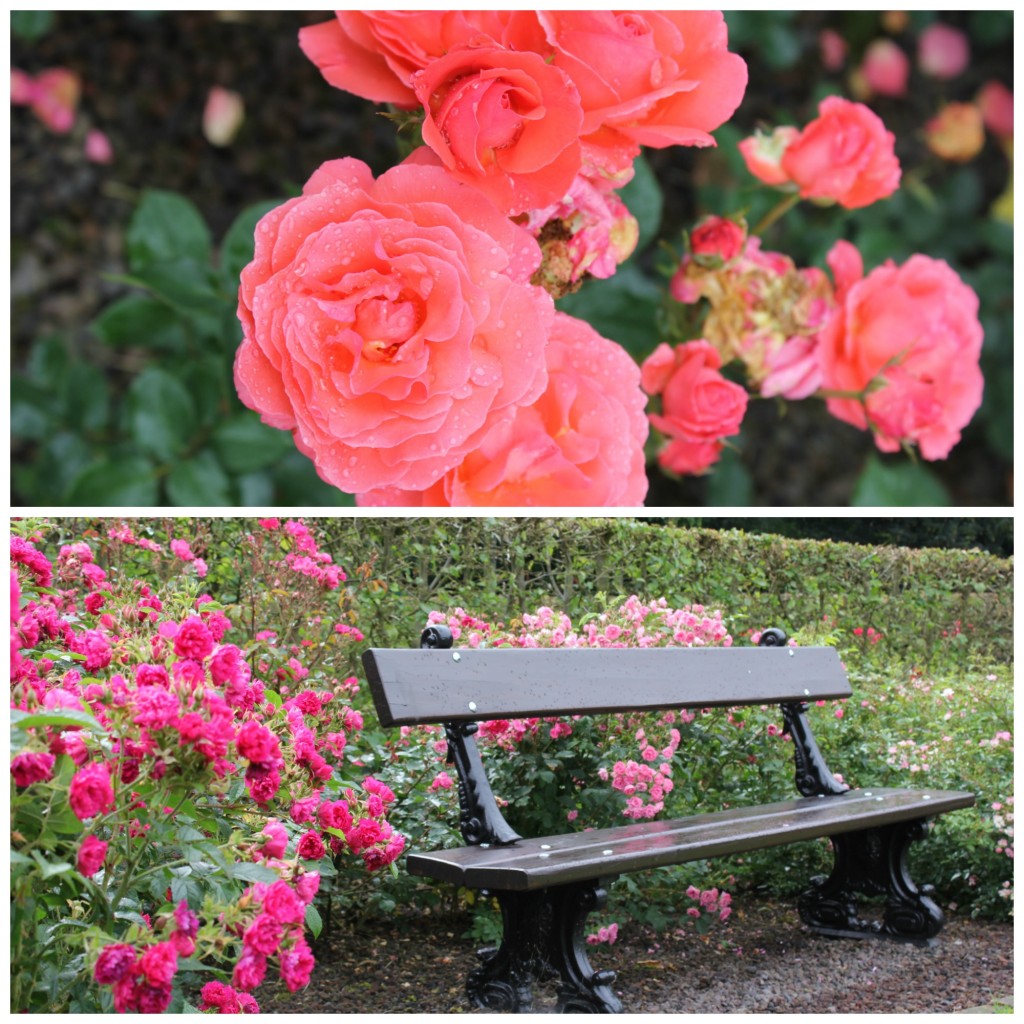 Enjoy the blooming roses on a secluded bench | Courtesy of Anne Boyle