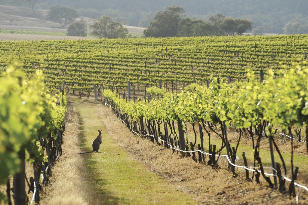 Kangaroo in a Mudgee vineyard. | © Amber Hooper