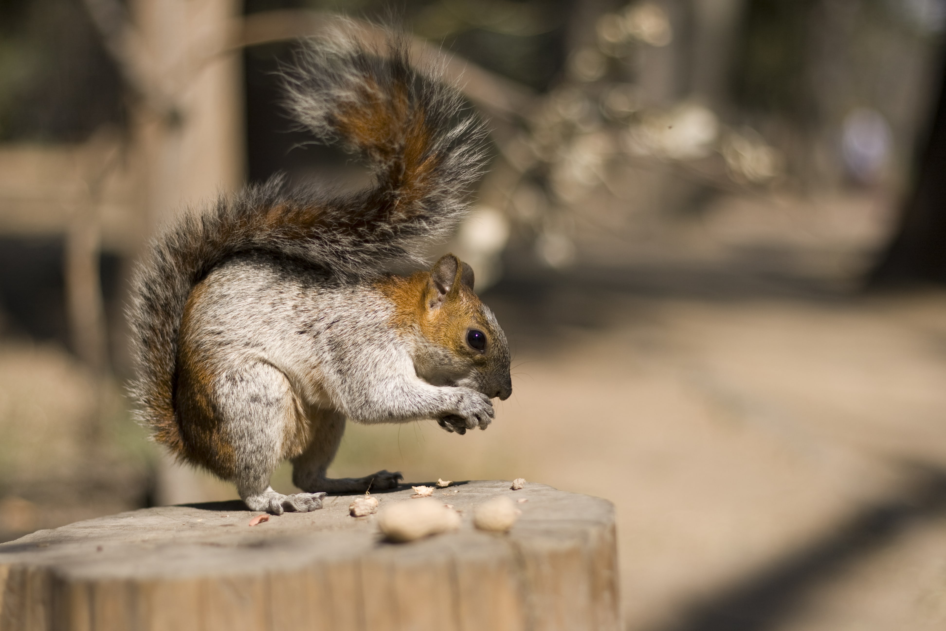 Squirrel | © Carolina Lopez/Flickr