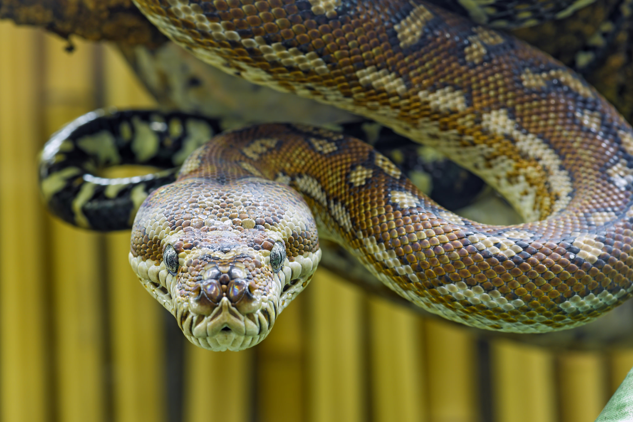 7 Things You Know Australian Snakes How to Handle Them