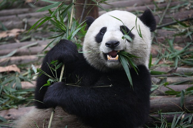 Giant panda © Chen Wu/WikiCommons