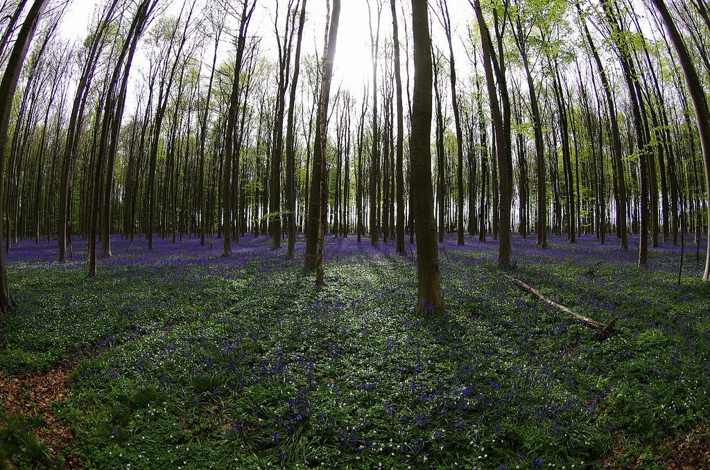 Hallerbos | © Tomoako Inabi/Flickr