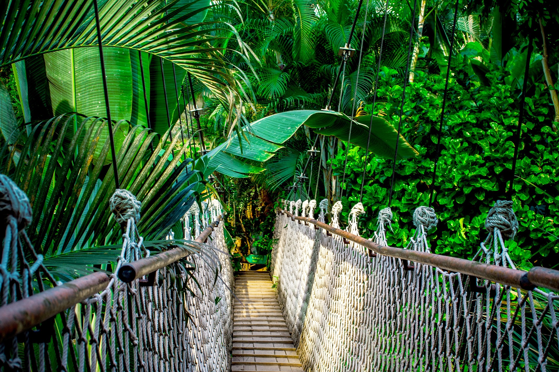 Amazon jungle |© nile/Pixabay