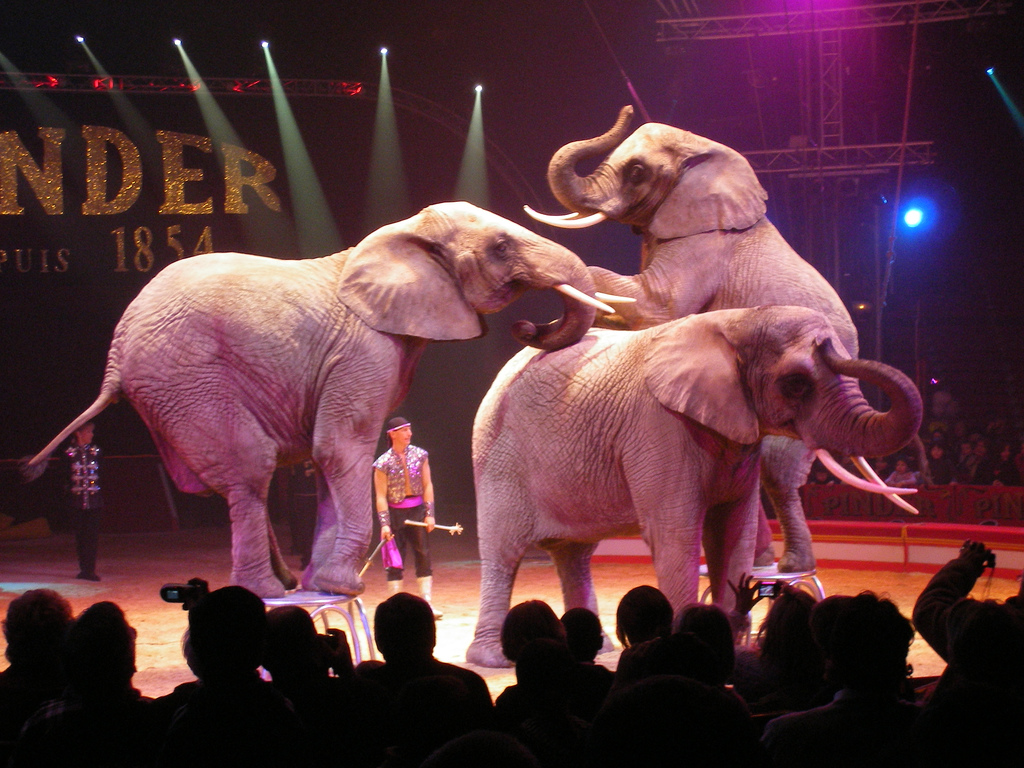 A Brief History Of The Circus In France