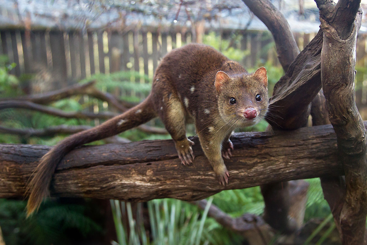 11 Incredible Australian Animals You Haven't Of