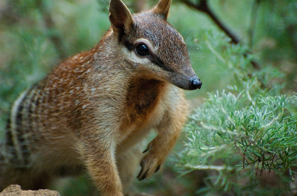 Meget rart godt Goneryl Politibetjent 11 Incredible Australian Animals You Haven't Heard Of