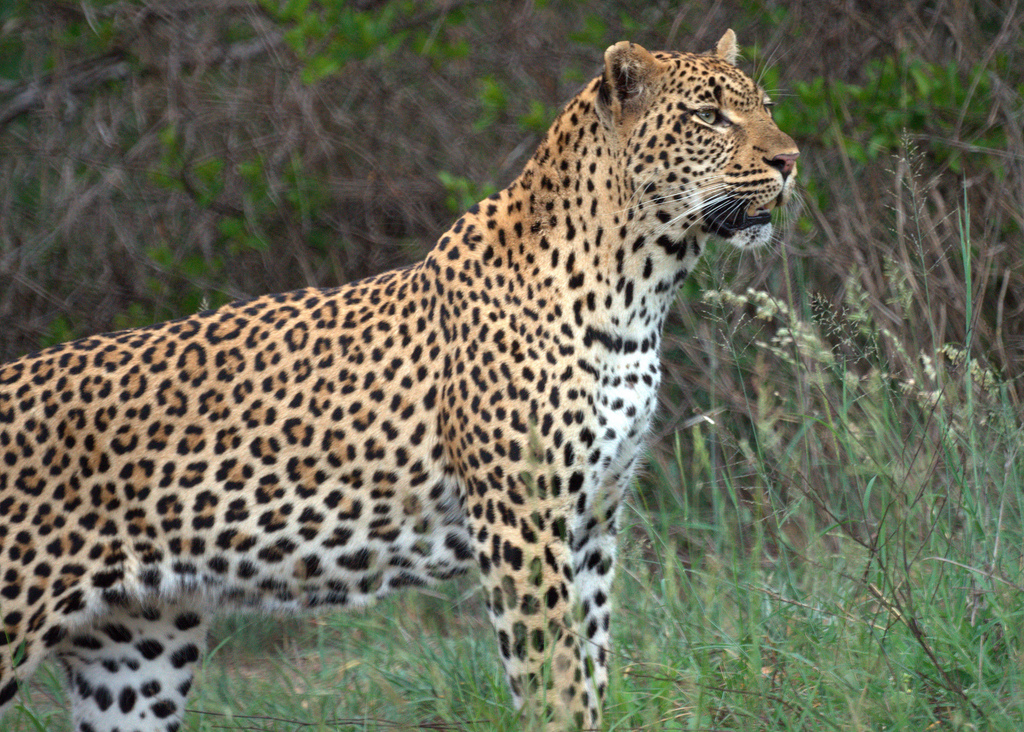 Awesome Native Animals You Must See In South Africa