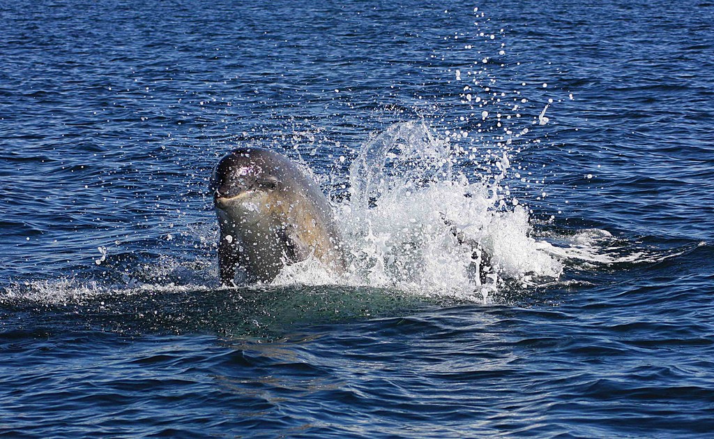 Bottlenose Dolphin Breaching Off Moray Firth | © Ellis Lawrence/Flickr