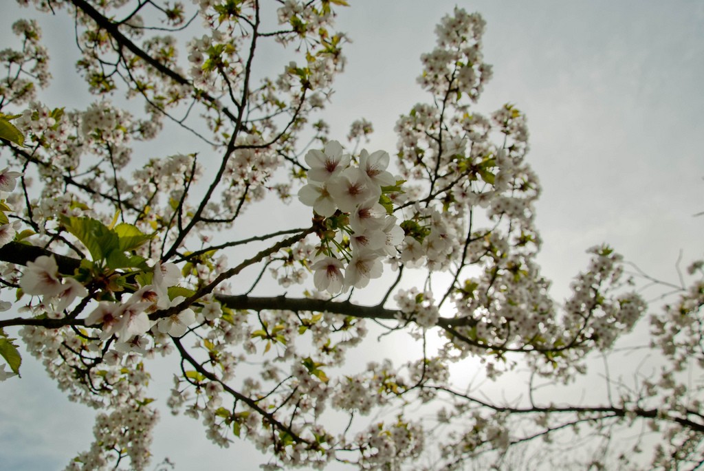 Blossoms at Hasselt's Japanese Garden | © theaucitron/Flickr