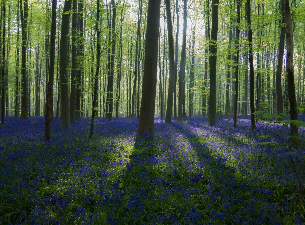 Hallerbos | © Christophe Couckuyt/Flickr