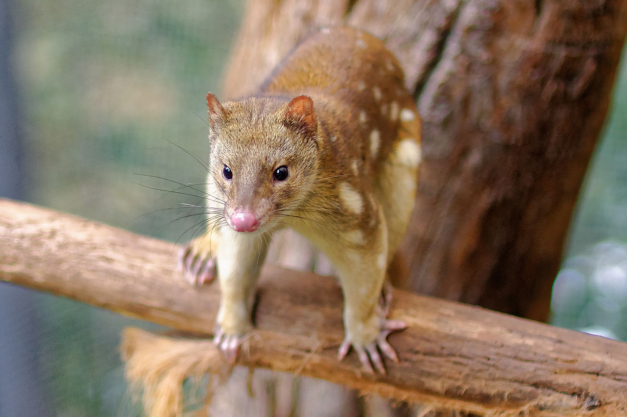 11 Incredible Australian Animals You Haven't Of