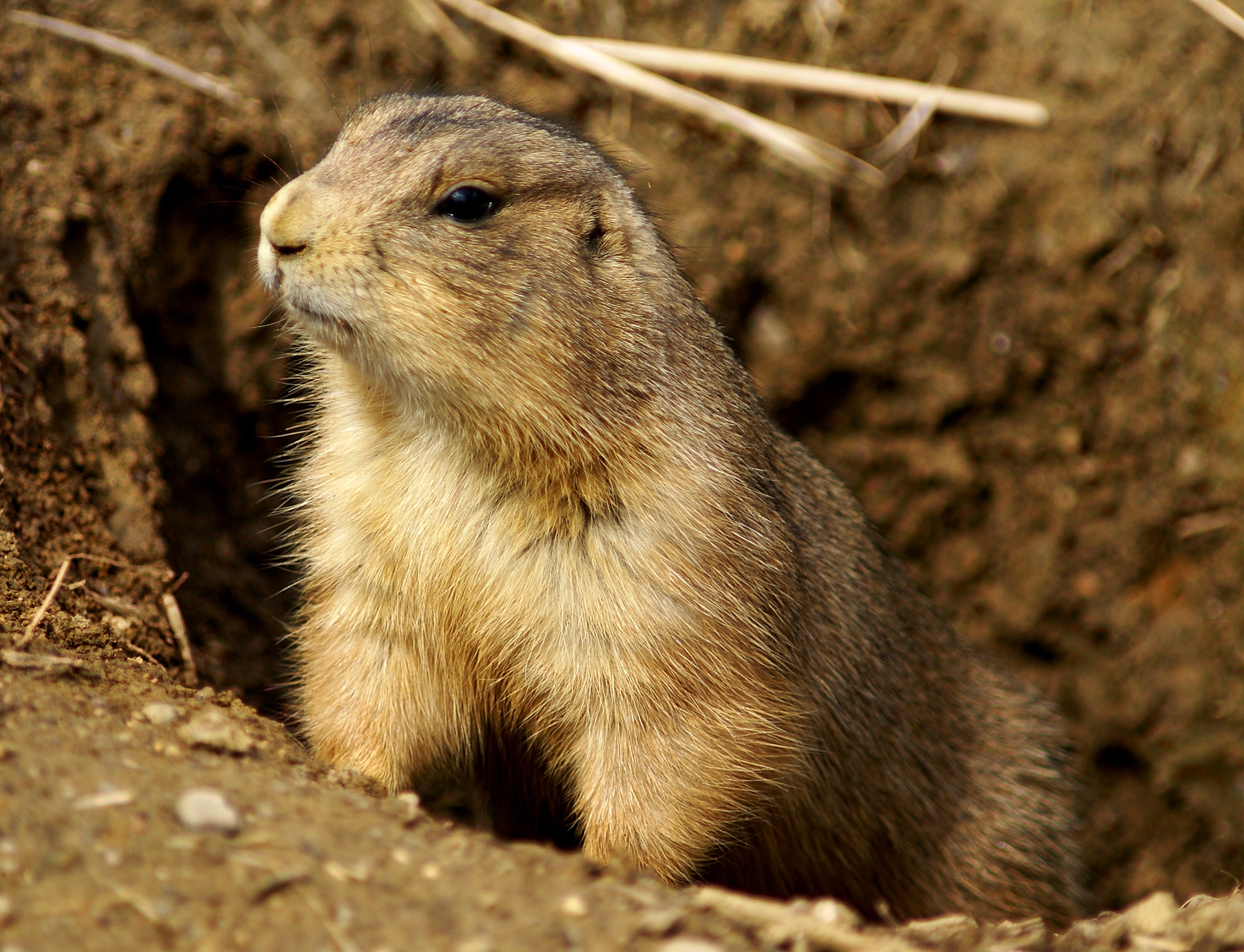 18 Photos Of Majestic Animals You Ll Find In The Midwest