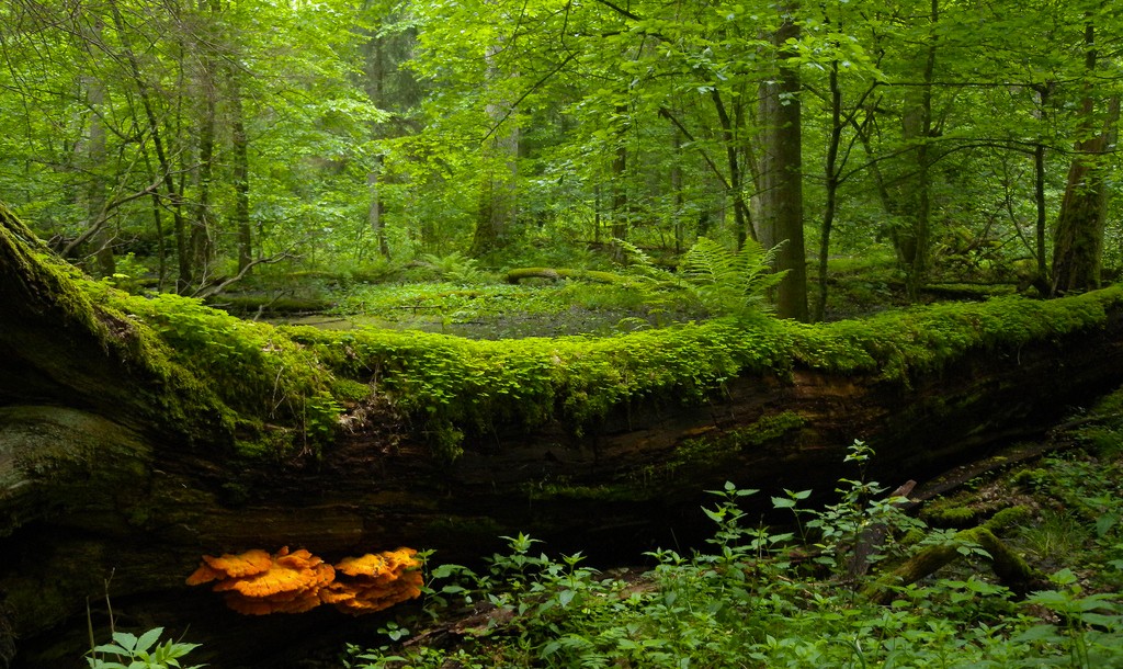 Białowieża National Park |© Frank Vassen / FLickr