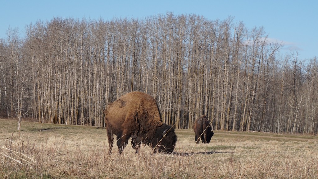 Wood Bison at Elk Island National Park © Ted Drake / Flickr