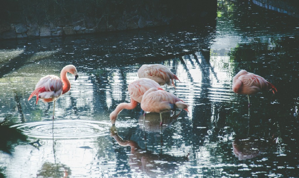 Flamencos © Gonzalo Díaz Fornaro