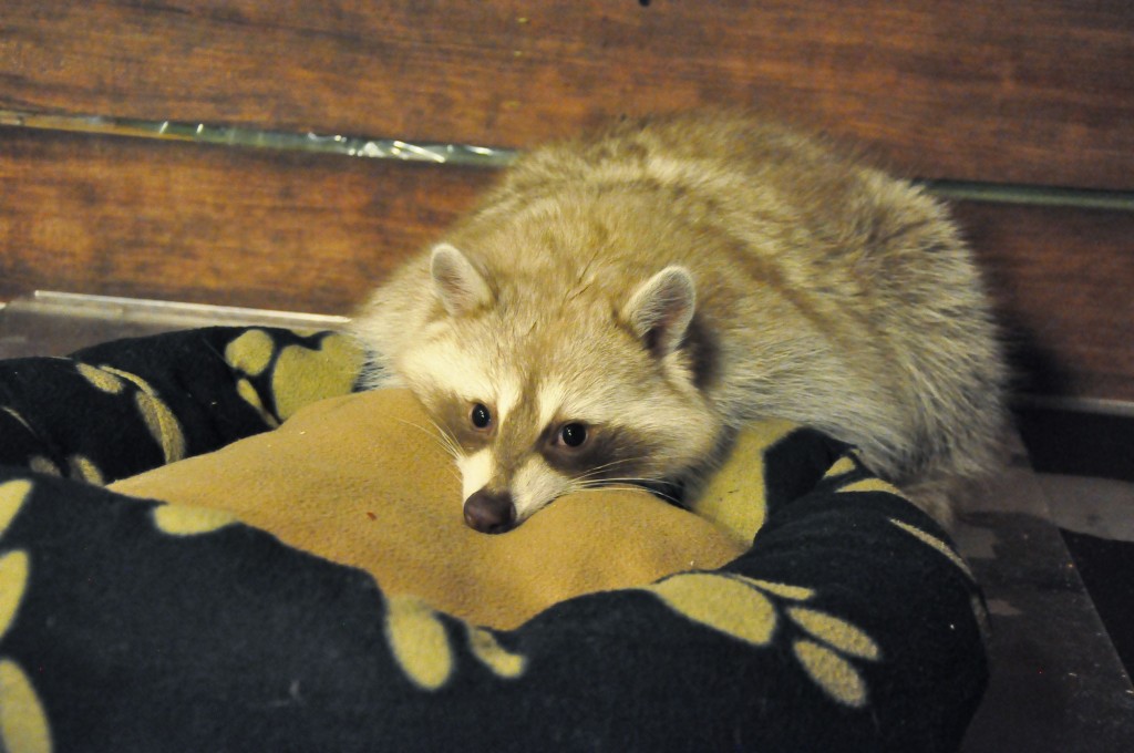 Cute raccoon at Blind Alley Café | © Linda Dunsmore