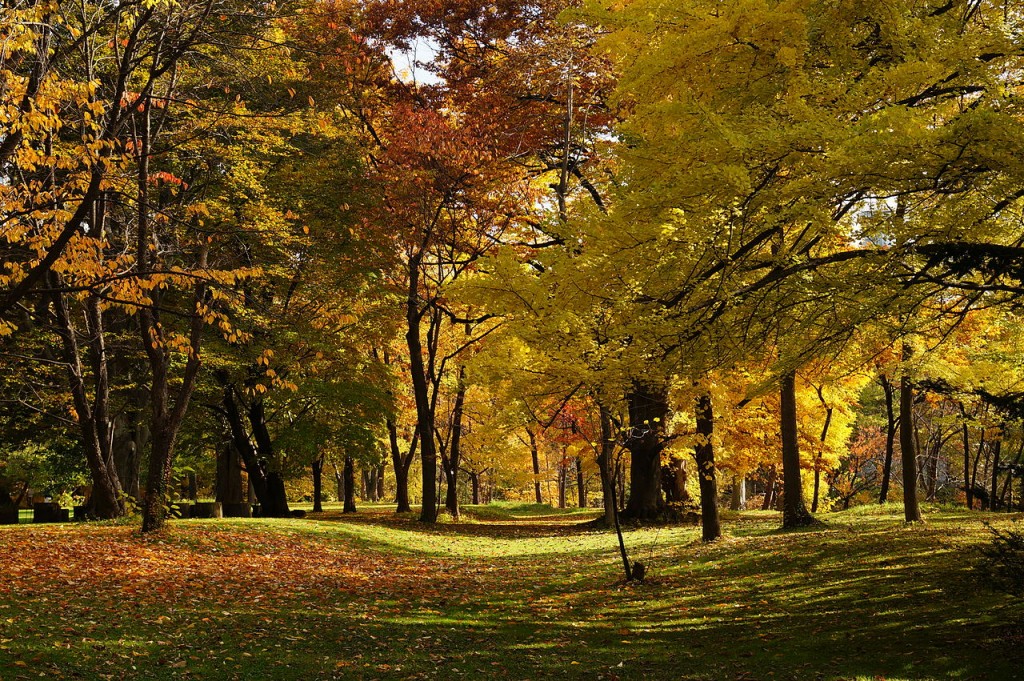 At Hokkaido University Botanical Gardens in Sapporo, Hokkaido prefecture, Japan. | ©663highland / Wikimedia Commons