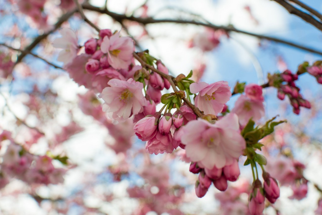 Cherry Blossoms © 2benny / Flickr