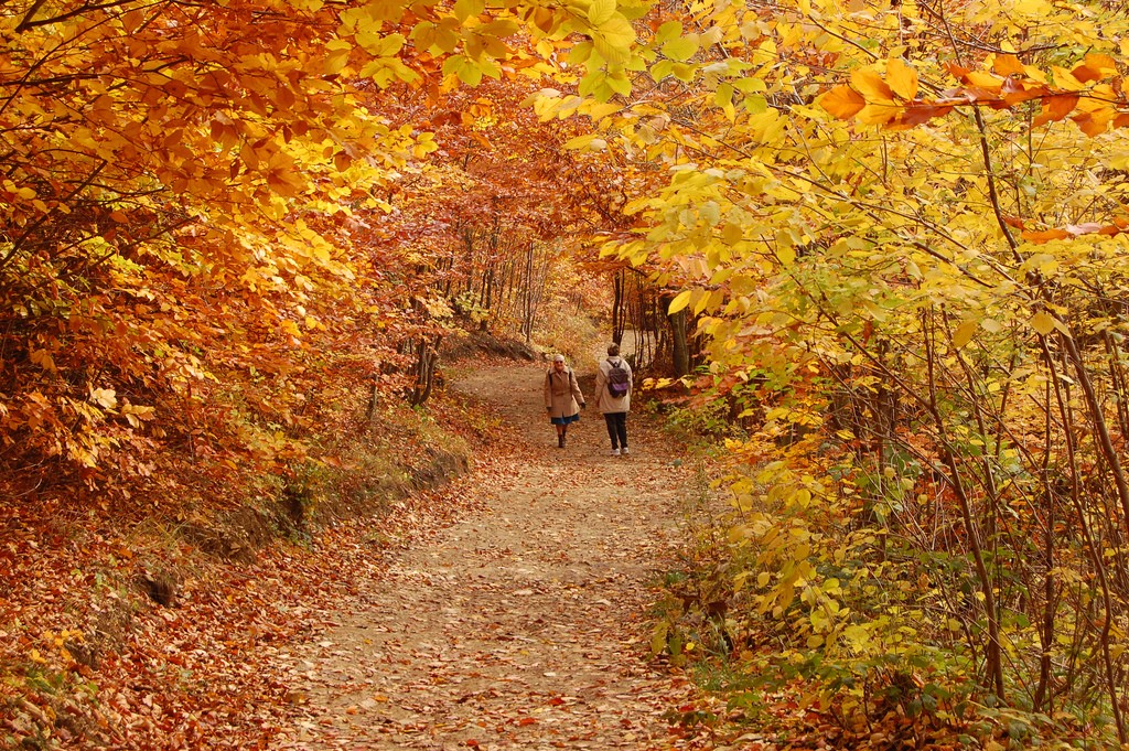 The woods in Autumn | © Cha già José / Flickr