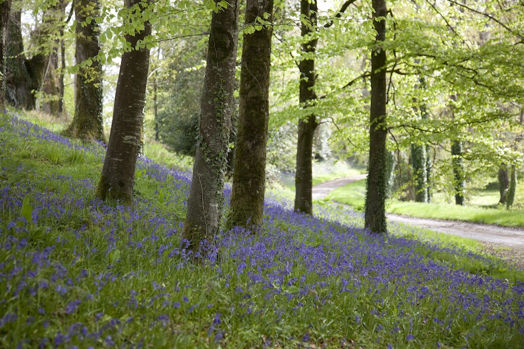 Courtesy of Ballyfin Demesne