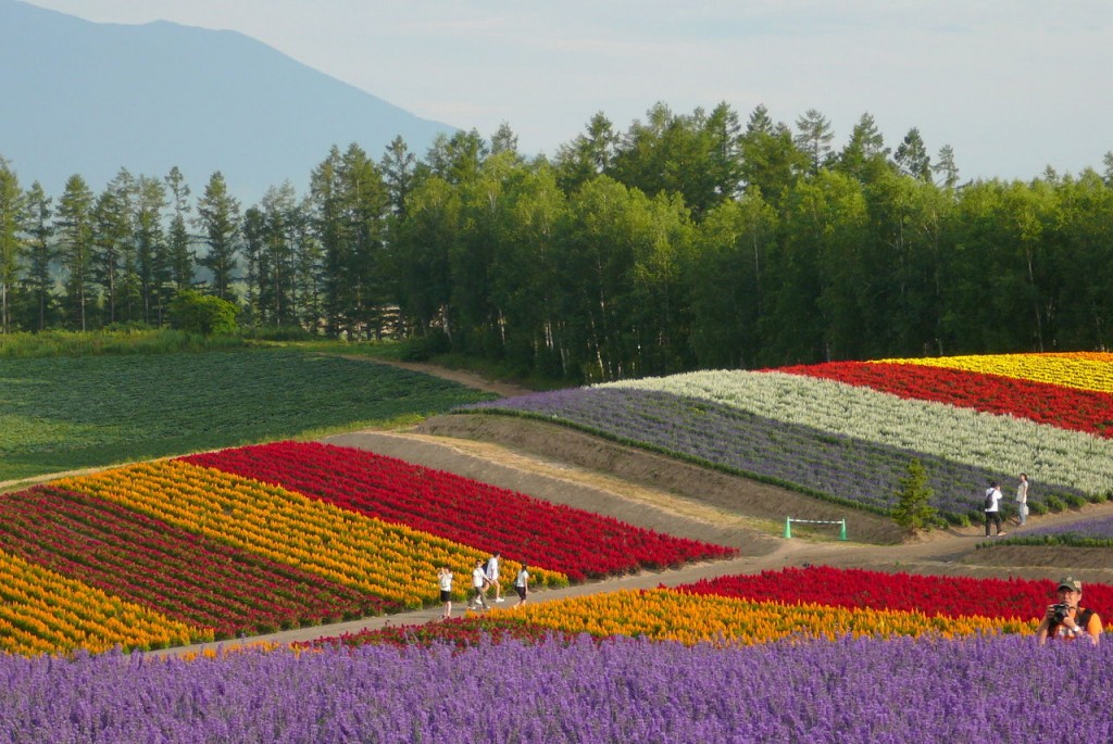 Panoramic gardens Shikisai no Oka in Biei town in Hokkaidō, Japan. | ©yoppy / Wikimedia Commons