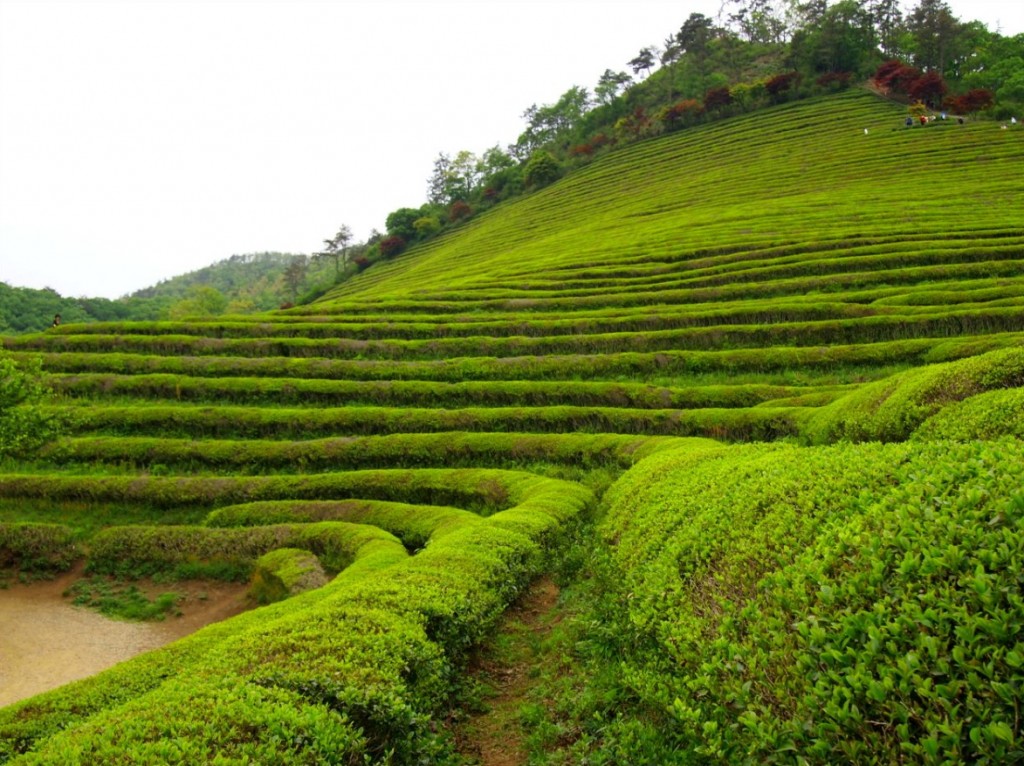 Daehan Dawon Plantation, Boseong | © Mimsie Ladner