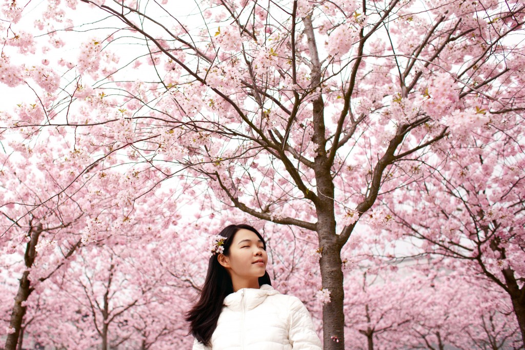 Taking in the beauty of Korean spring | © Tosia Bukowska / GoodFreePhotos