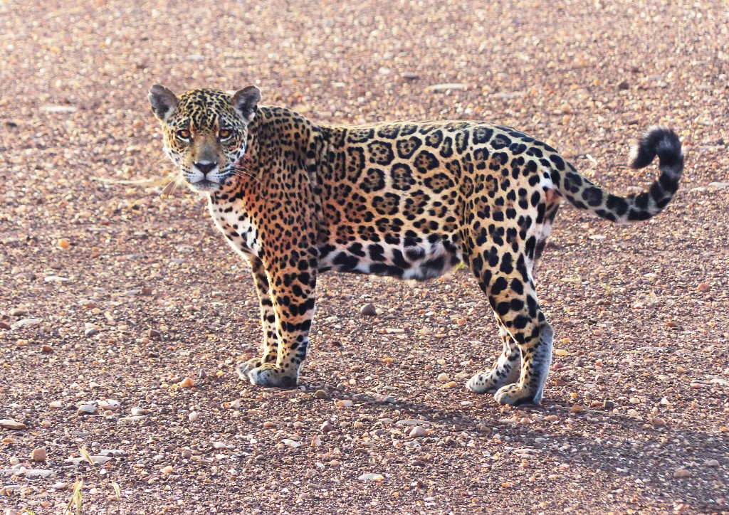 Jaguar in Kaa Iya | © Ivan Gutierrez Lemaitre