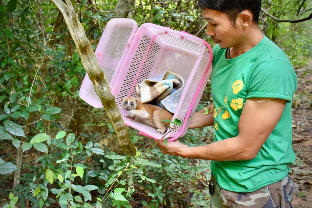 Rescued Bengal slow loris released back to the wild